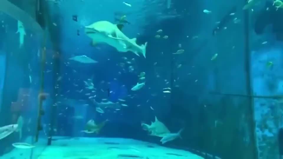 伯斯森林逃生